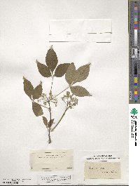 Ptelea trifoliata image