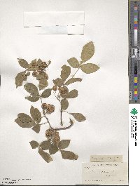 Ptelea trifoliata image