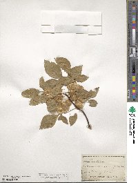 Ptelea trifoliata image