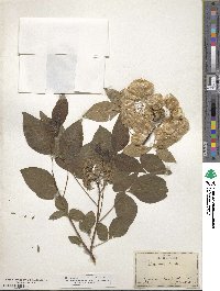 Ptelea trifoliata image