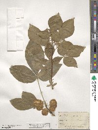 Ptelea trifoliata image