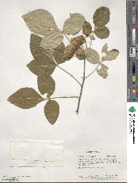 Ptelea trifoliata image