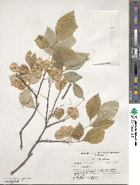 Ptelea trifoliata image