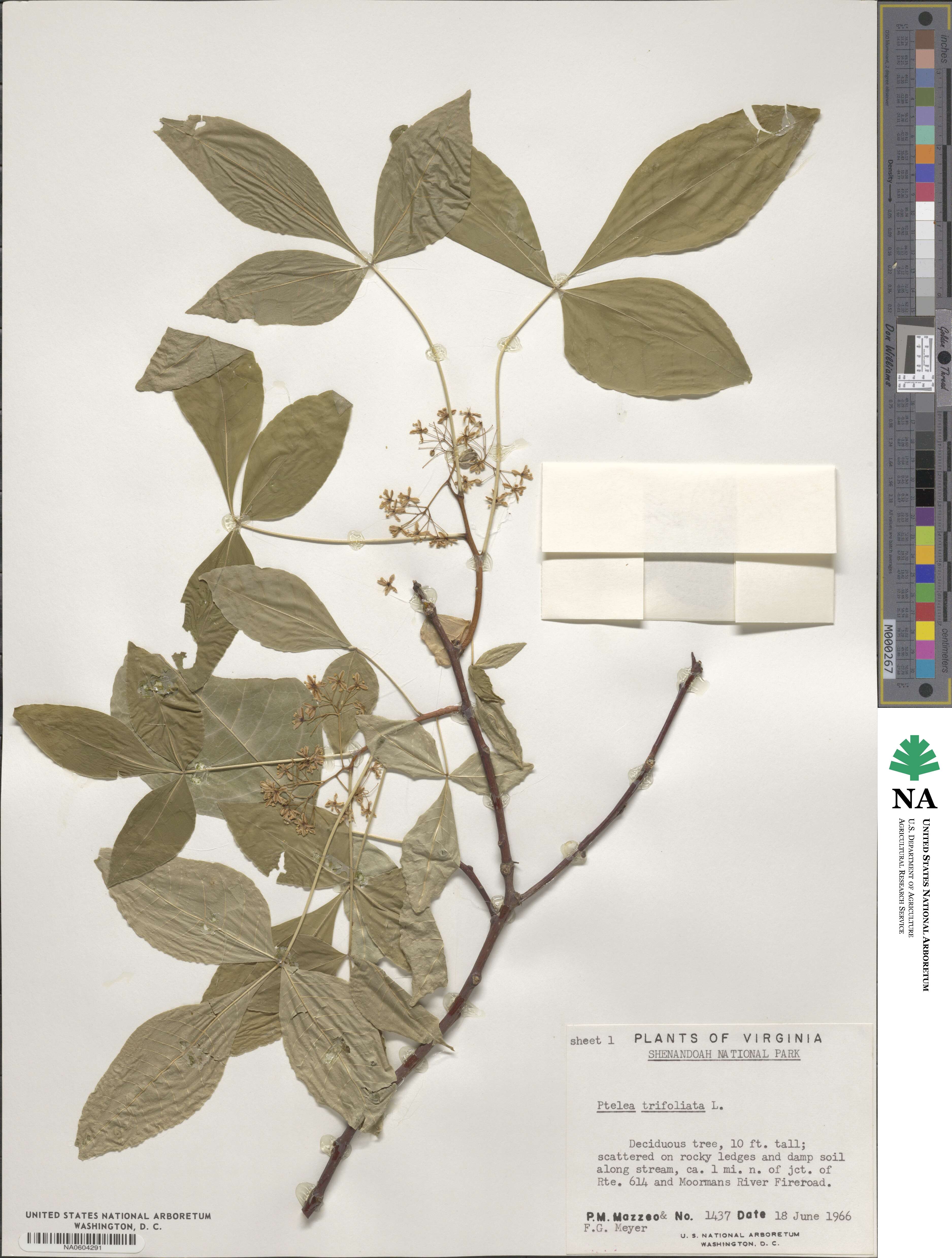 Ptelea trifoliata image