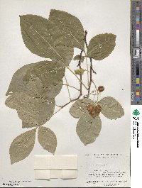 Ptelea trifoliata image