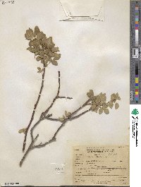 Ptelea trifoliata image