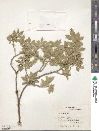 Ptelea trifoliata image