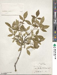 Ptelea trifoliata image