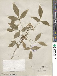 Ptelea trifoliata image