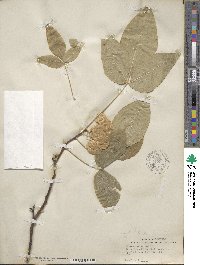 Ptelea trifoliata image