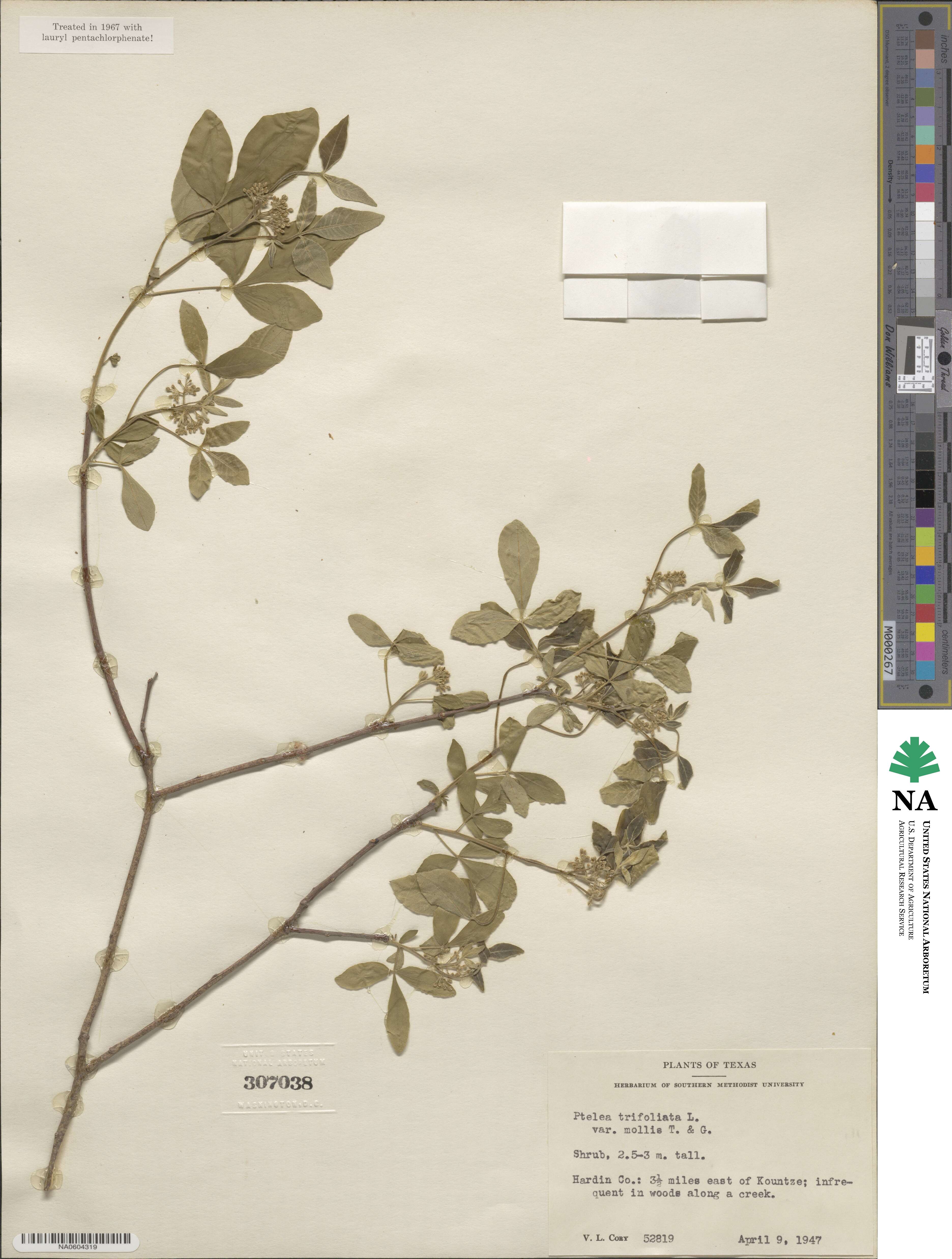 Rutaceae image