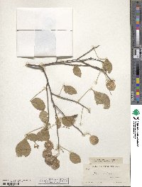 Ptelea trifoliata var. mollis image