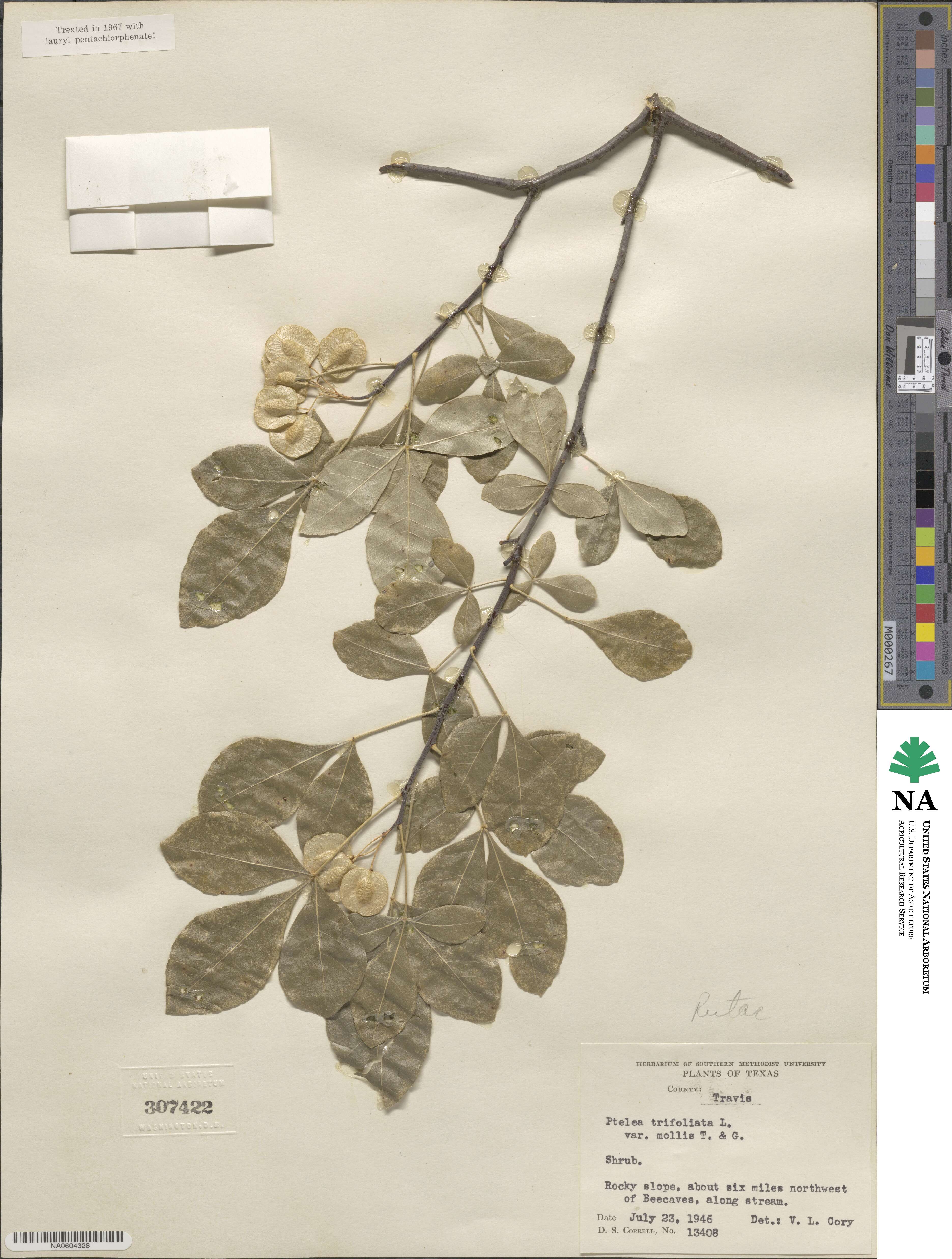 Ptelea trifoliata var. mollis image