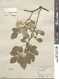 Ptelea trifoliata var. mollis image