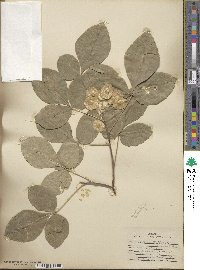 Ptelea trifoliata image