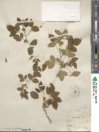 Ptelea trifoliata var. mollis image