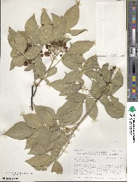 Ptelea trifoliata var. mollis image