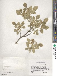 Ptelea trifoliata var. mollis image