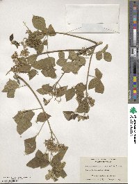 Ptelea trifoliata var. mollis image