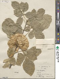 Ptelea trifoliata var. mollis image