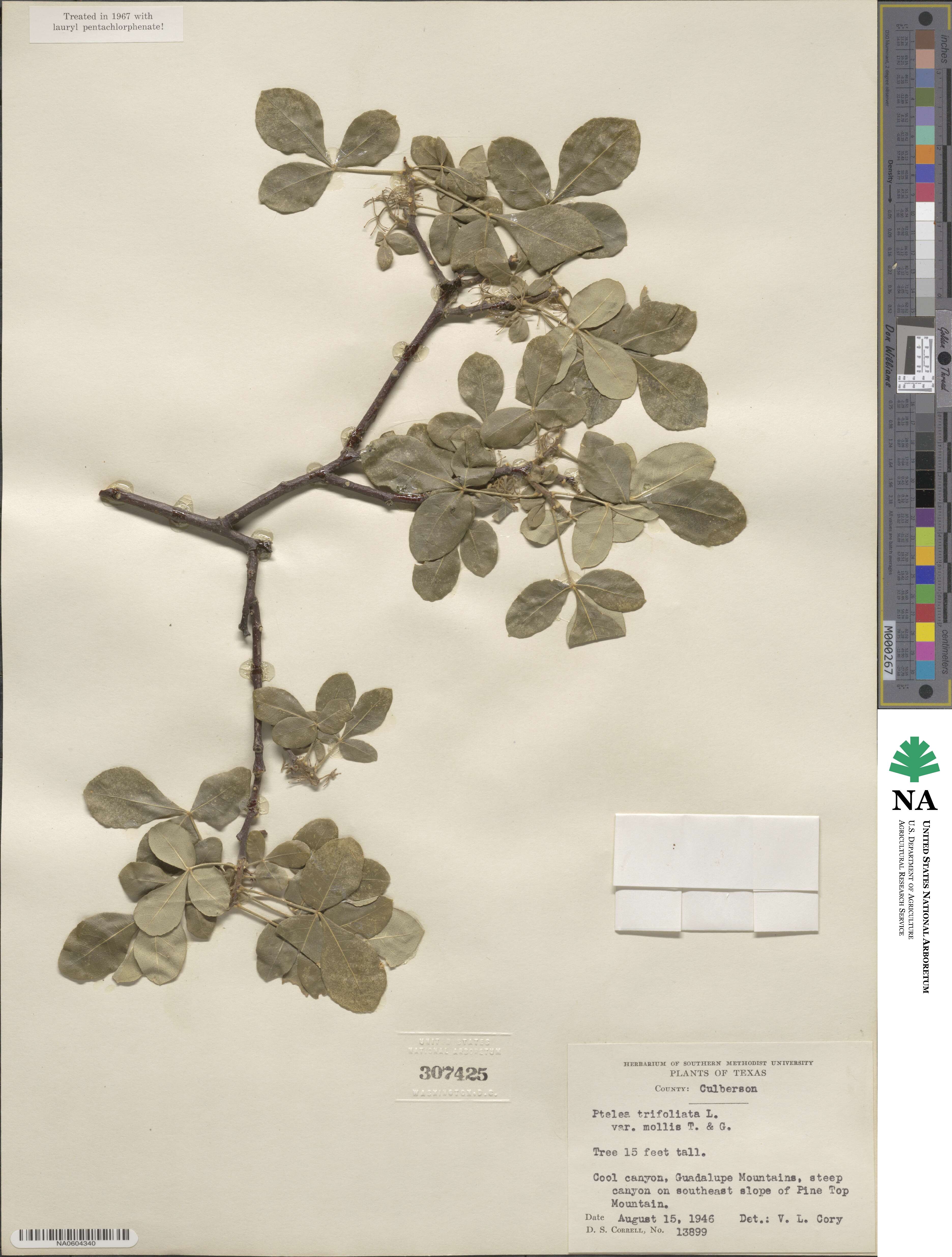 Ptelea trifoliata image