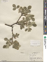 Ptelea trifoliata var. mollis image