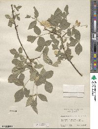 Ptelea trifoliata var. mollis image