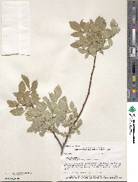 Ptelea trifoliata image