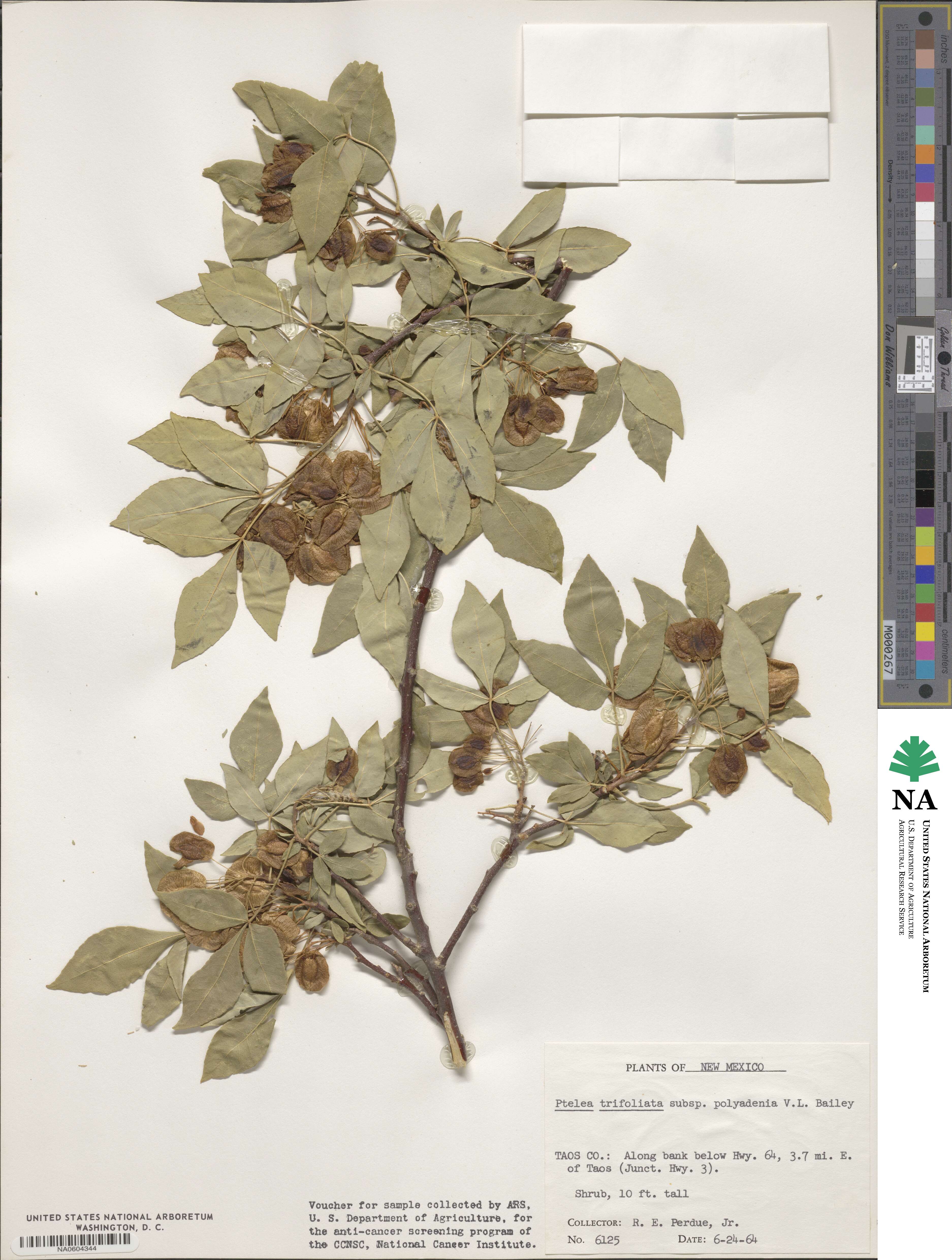 Ptelea trifoliata subsp. polyadenia image