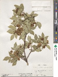 Ptelea trifoliata image