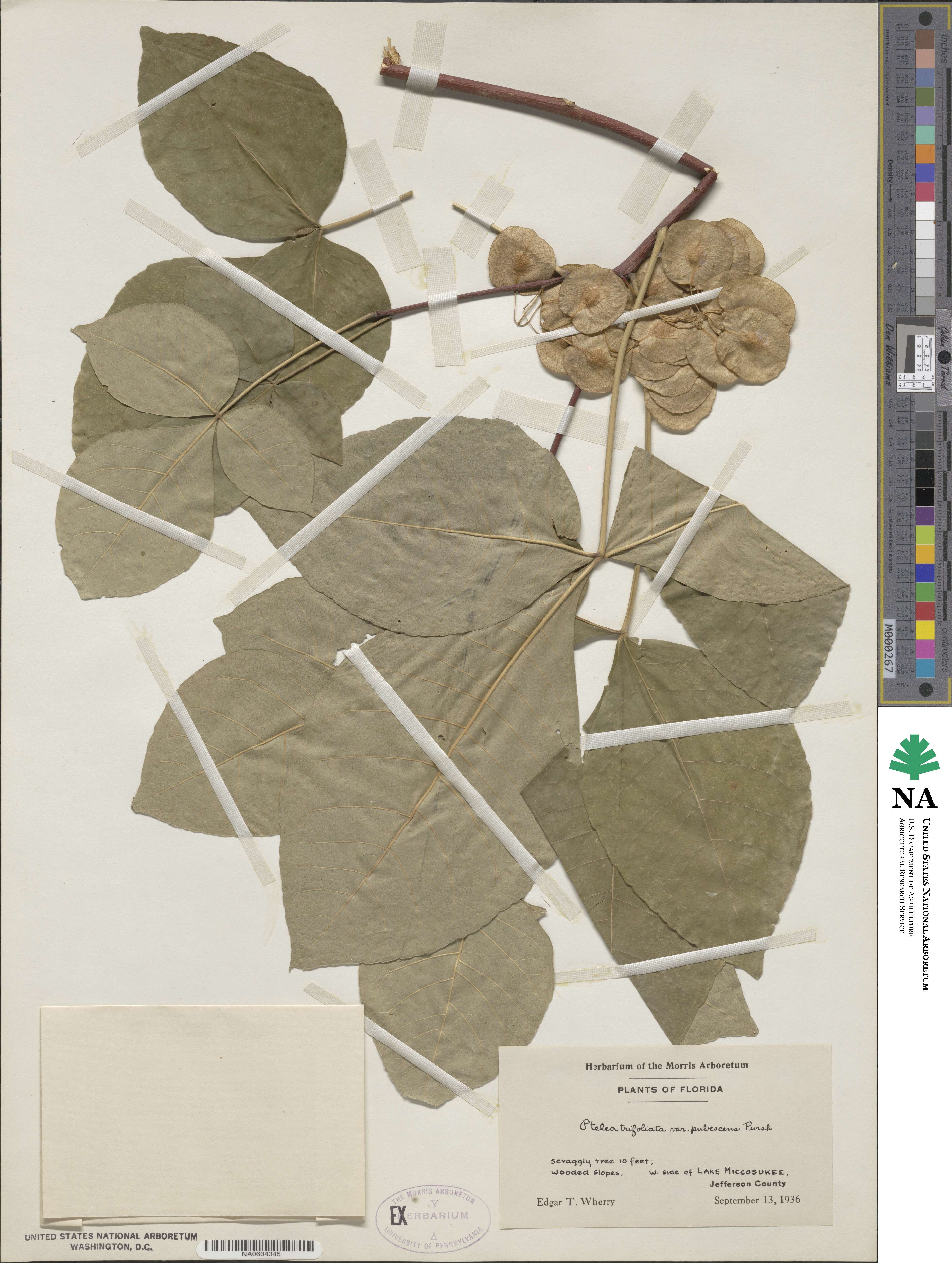 Ptelea trifoliata subsp. trifoliata image