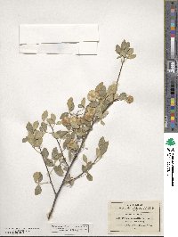 Ptelea trifoliata subsp. angustifolia image