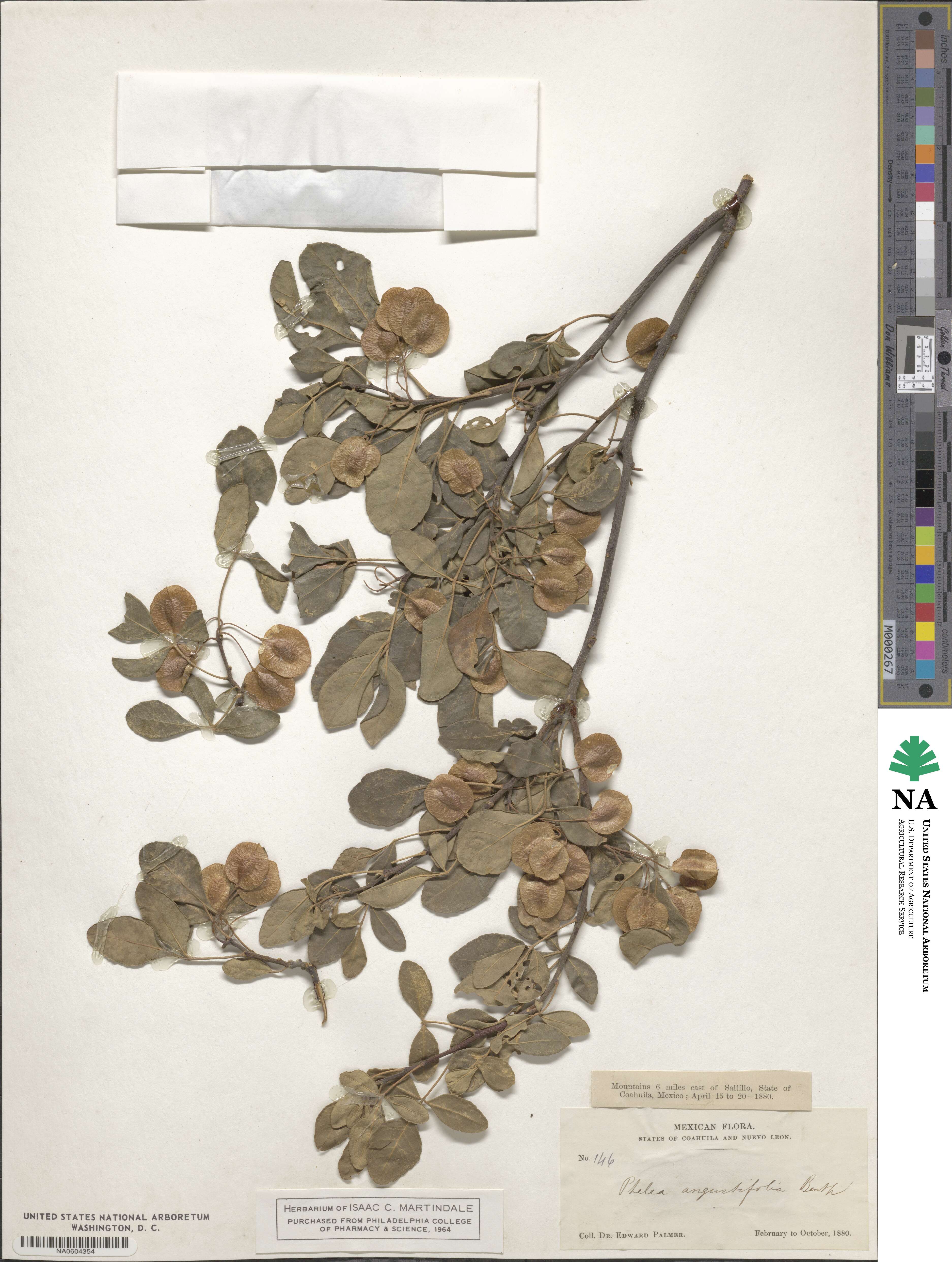 Ptelea trifoliata subsp. angustifolia image
