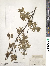 Ptelea trifoliata subsp. angustifolia image