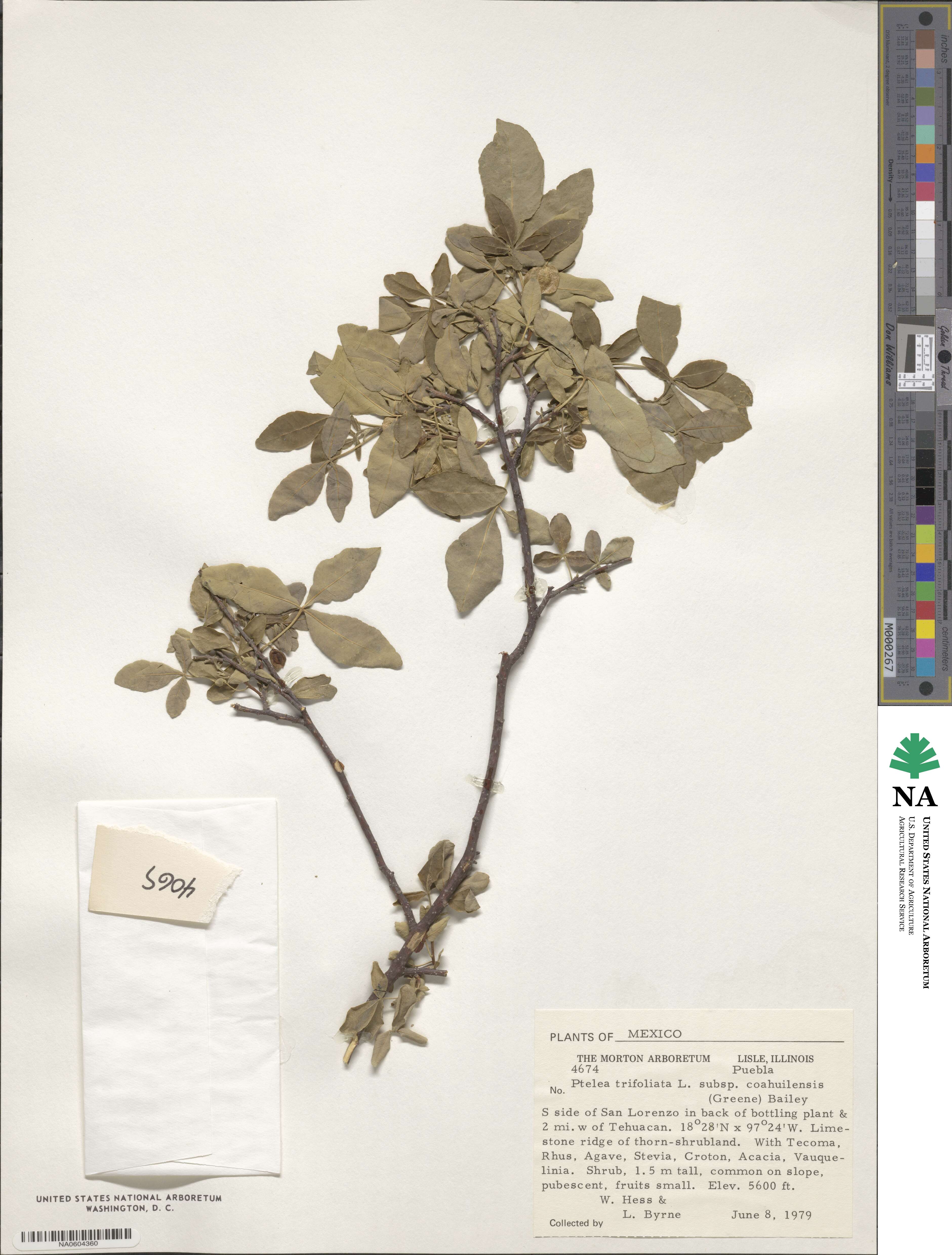 Ptelea trifoliata subsp. coahuilensis image