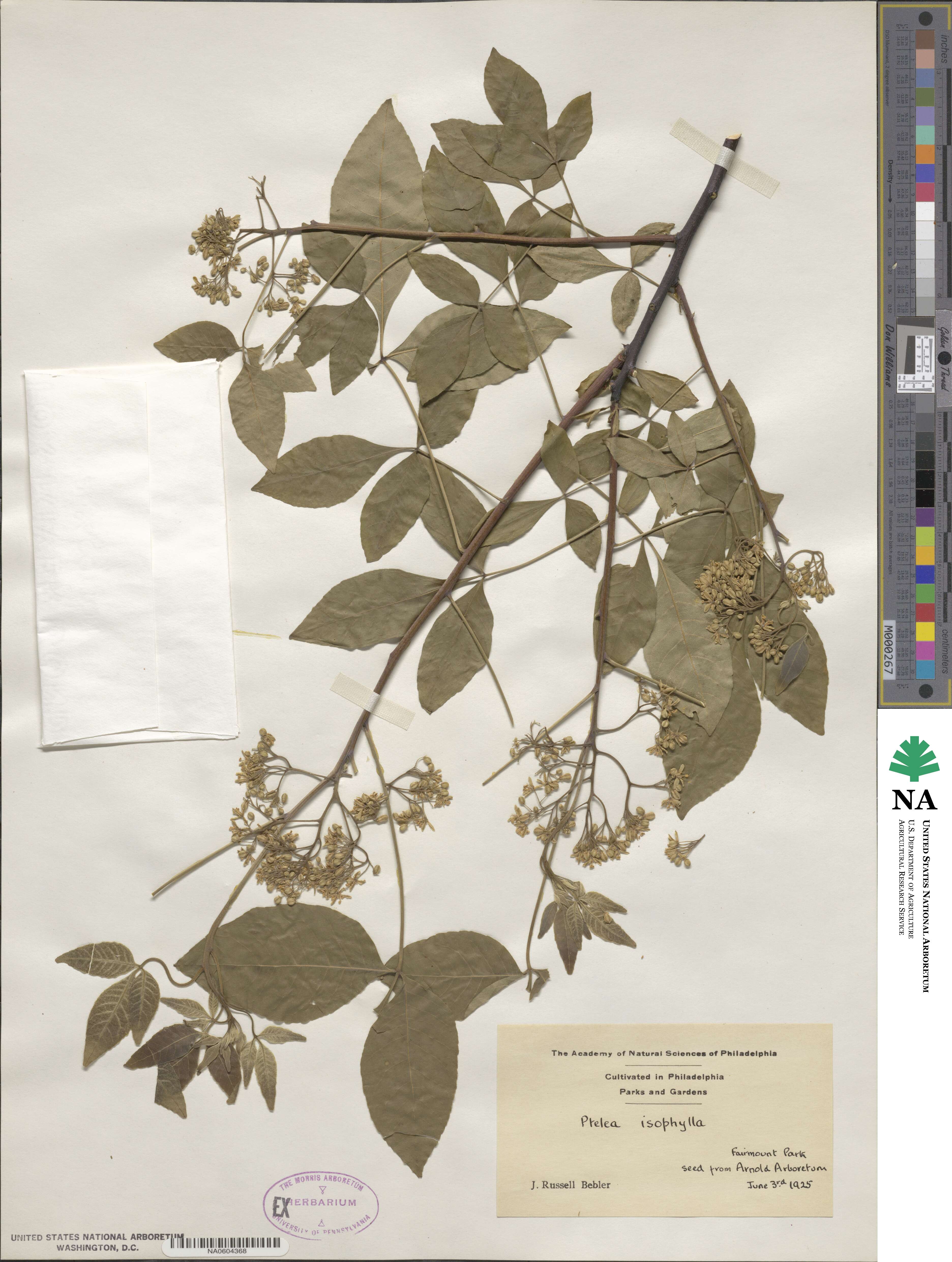 Ptelea trifoliata subsp. trifoliata image
