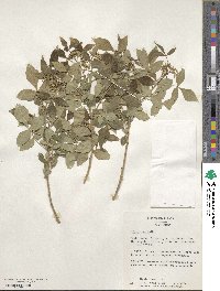 Ptelea trifoliata subsp. trifoliata image