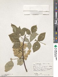 Ptelea trifoliata image