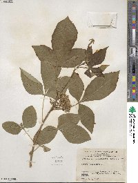 Ptelea trifoliata image