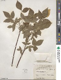 Ptelea trifoliata image