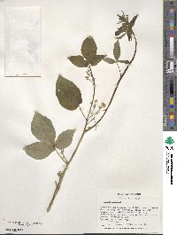 Ptelea trifoliata image