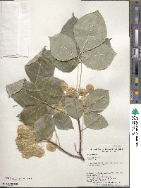 Ptelea trifoliata image