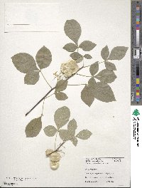 Ptelea trifoliata image