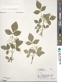 Ptelea trifoliata image