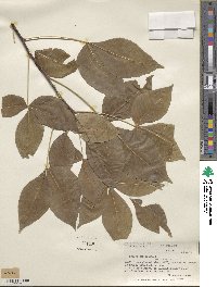 Ptelea trifoliata image