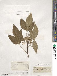 Ptelea trifoliata image