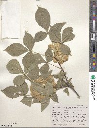 Ptelea trifoliata image