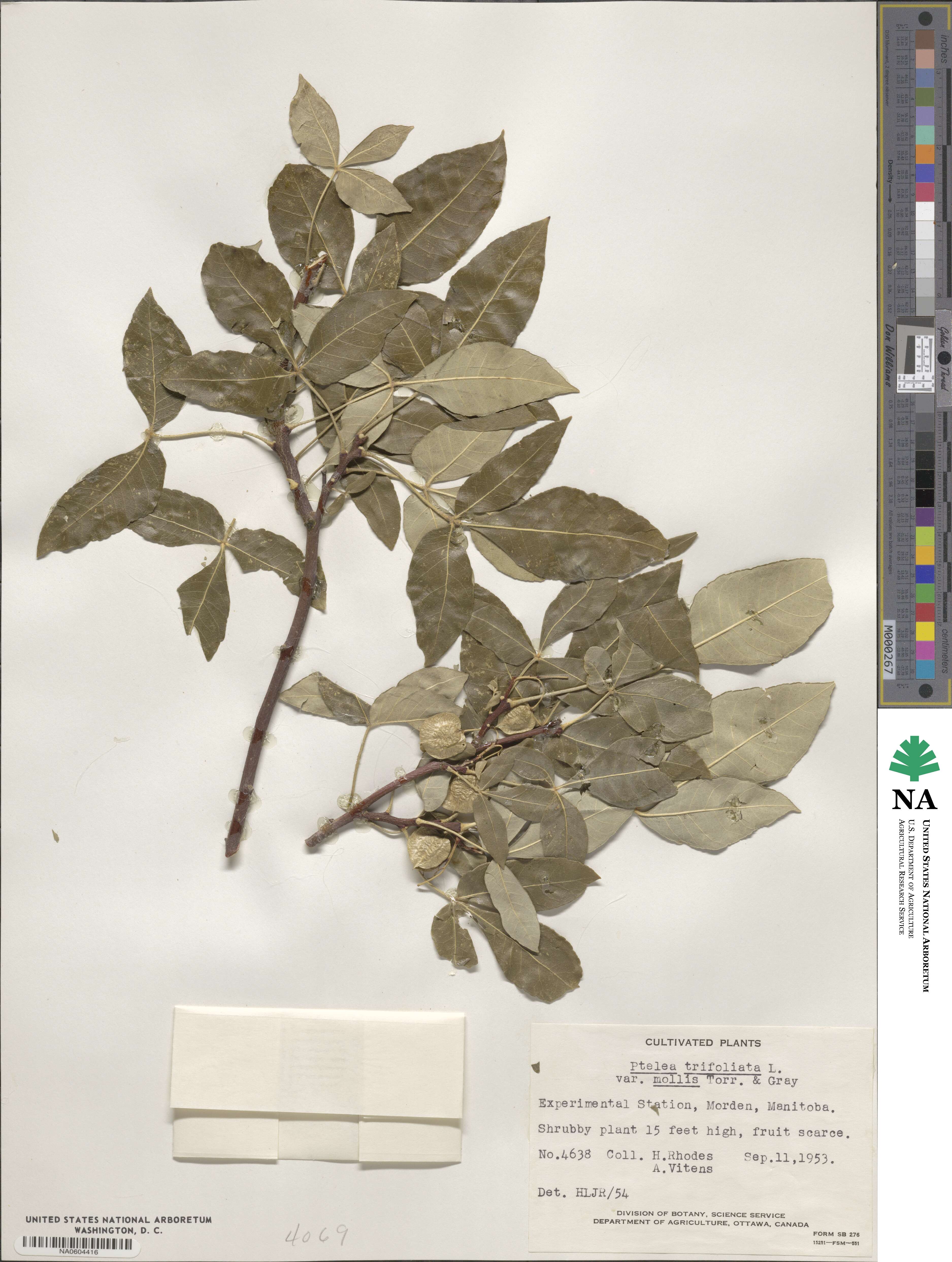 Ptelea trifoliata var. mollis image