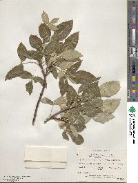 Ptelea trifoliata var. mollis image