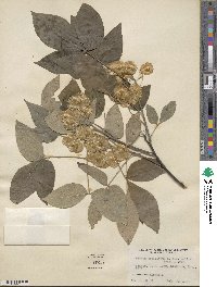 Ptelea trifoliata var. mollis image